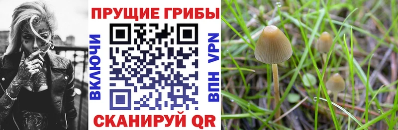 Купить закладки  Кимовск  Галлюциногенные грибы MAGIC MUSHROOMS 